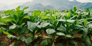 Alejandro jarandilla