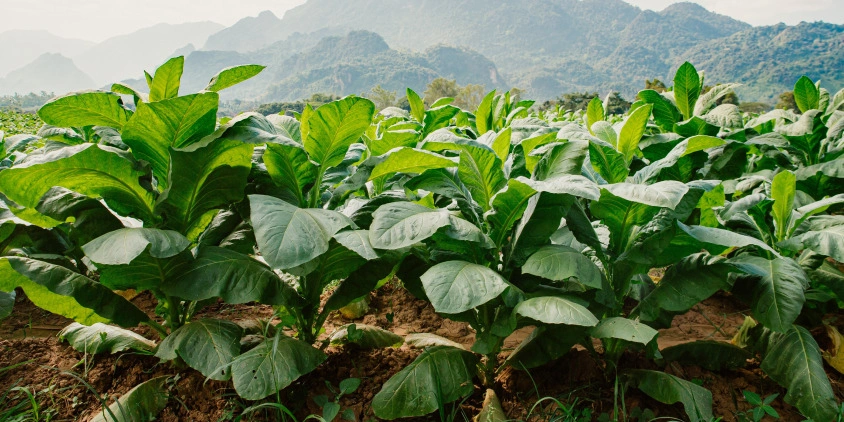 Alejandro jarandilla